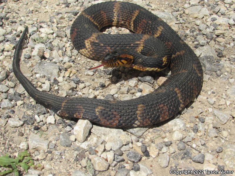 Broad-banded Watersnake (Nerodia fasciata confluens)