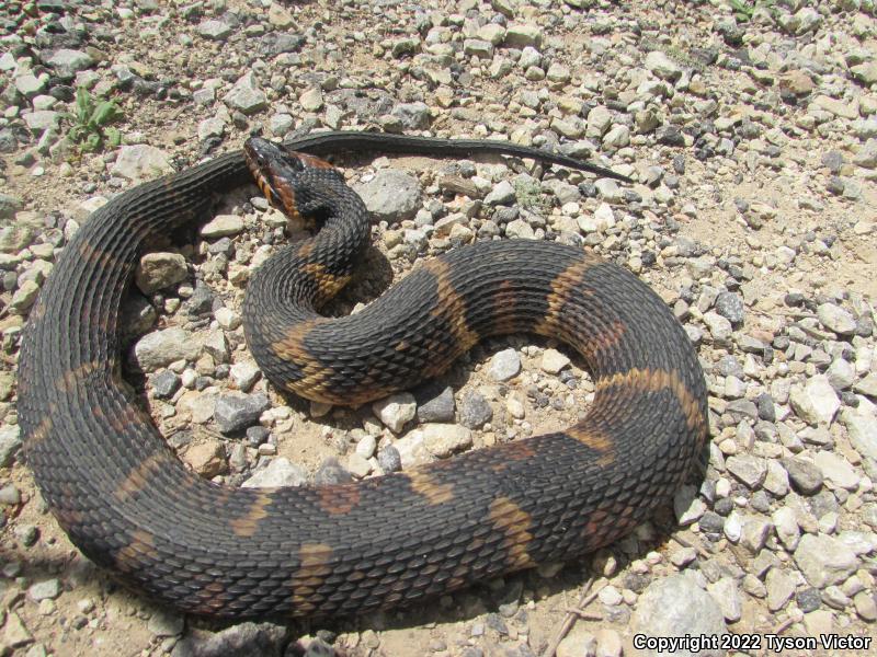 Broad-banded Watersnake (Nerodia fasciata confluens)