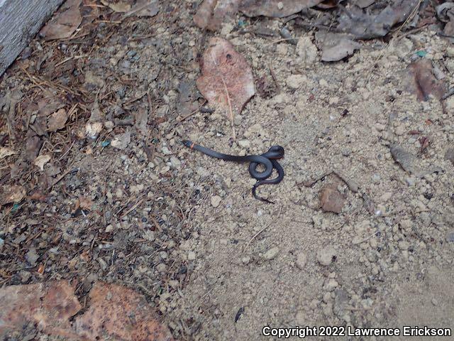Pacific Ring-necked Snake (Diadophis punctatus amabilis)