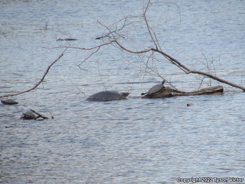 Eastern River Cooter (Pseudemys concinna concinna)