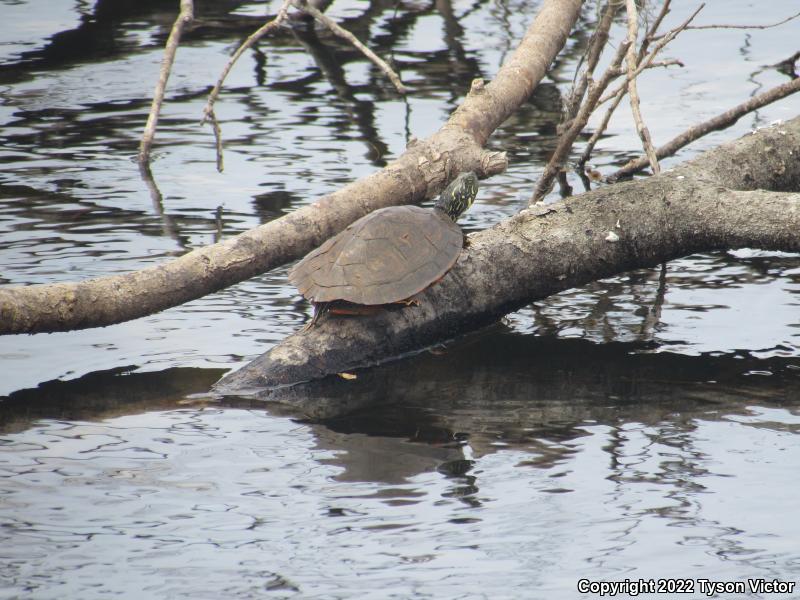 Texas Cooter (Pseudemys texana)