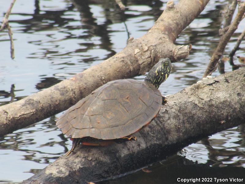 Texas Cooter (Pseudemys texana)