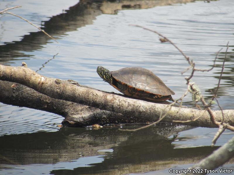 Texas Cooter (Pseudemys texana)