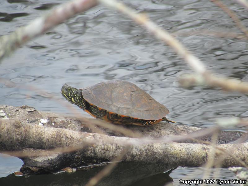 Texas Cooter (Pseudemys texana)