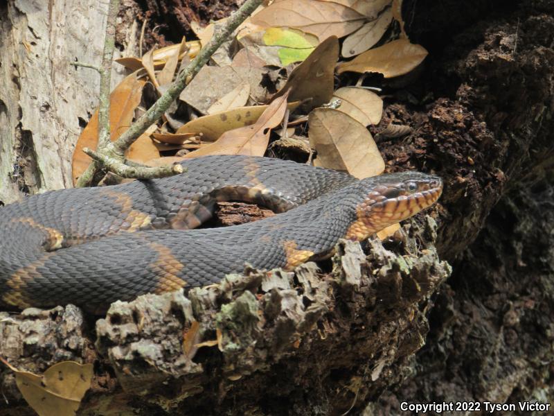 Broad-banded Watersnake (Nerodia fasciata confluens)