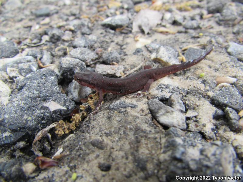 Central Newt (Notophthalmus viridescens louisianensis)