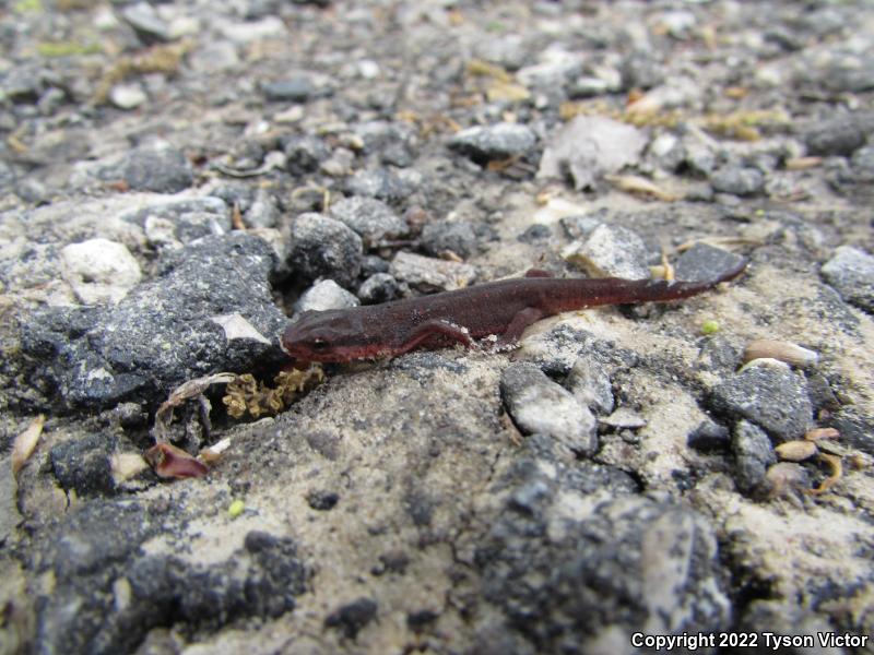 Central Newt (Notophthalmus viridescens louisianensis)