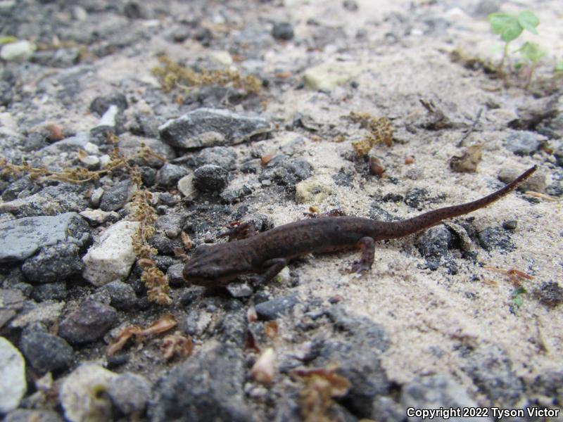 Central Newt (Notophthalmus viridescens louisianensis)