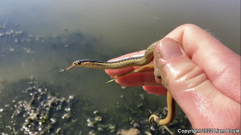 Diablo Gartersnake (Thamnophis atratus zaxanthus)