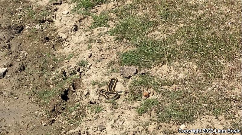 Diablo Gartersnake (Thamnophis atratus zaxanthus)