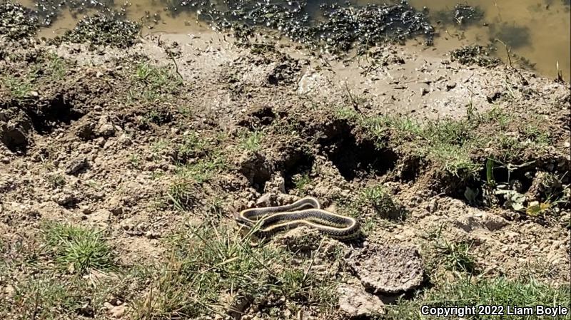 Diablo Gartersnake (Thamnophis atratus zaxanthus)