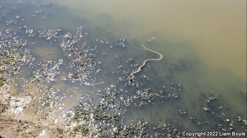 Diablo Gartersnake (Thamnophis atratus zaxanthus)