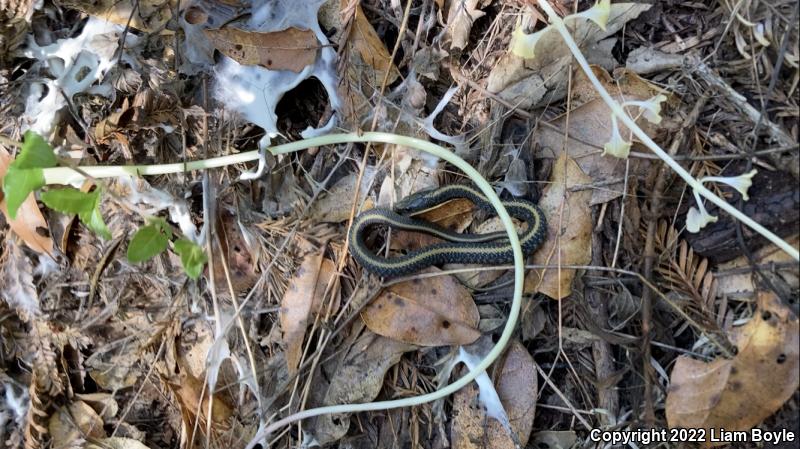 Santa Cruz Gartersnake (Thamnophis atratus atratus)