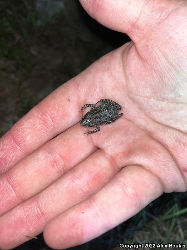 Southern Chorus Frog (Pseudacris nigrita)