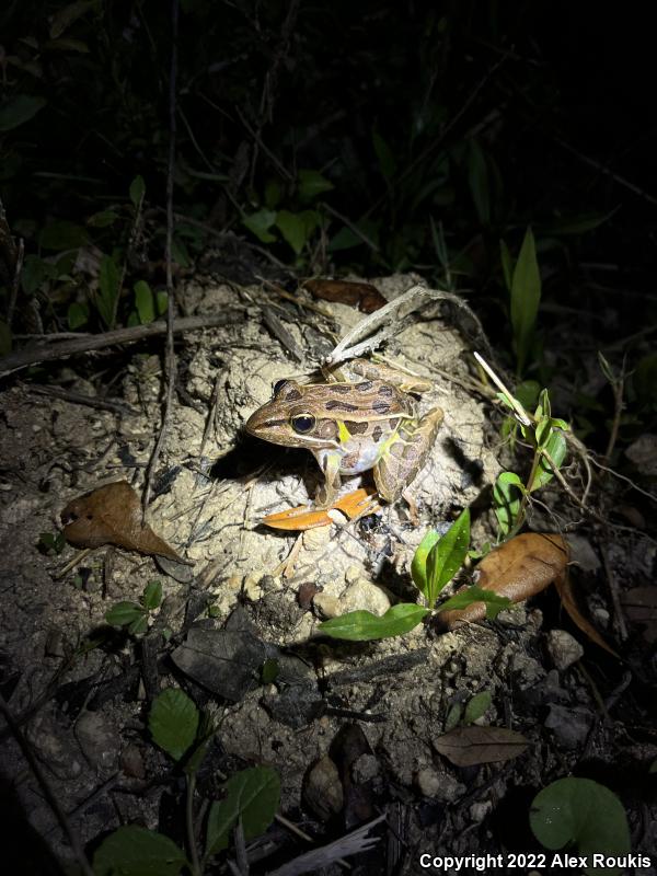 Florida Leopard Frog (Lithobates sphenocephalus sphenocephalus)