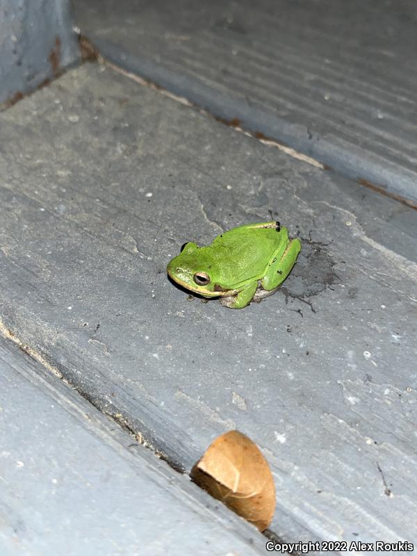 Squirrel Treefrog (Hyla squirella)