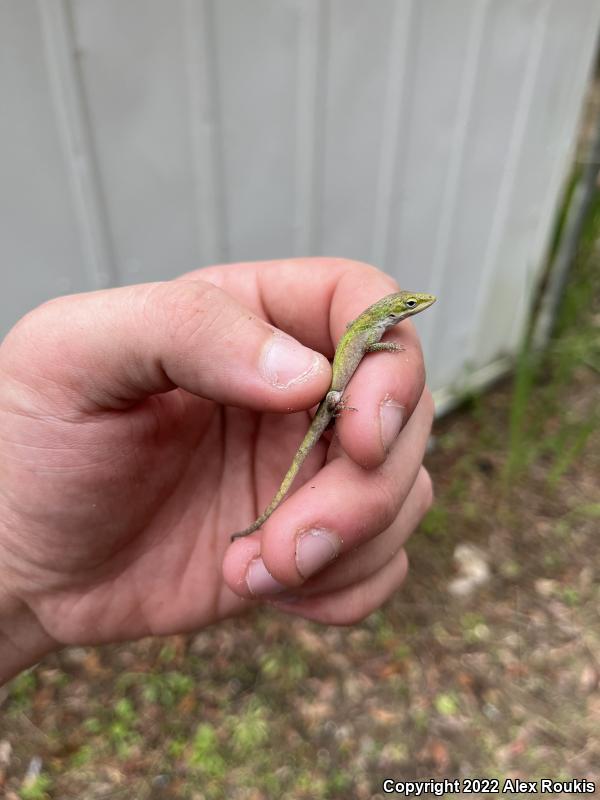 Southern Green Anole (Anolis carolinensis seminolus)