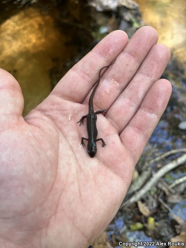 Peninsula Newt (Notophthalmus viridescens piaropicola)