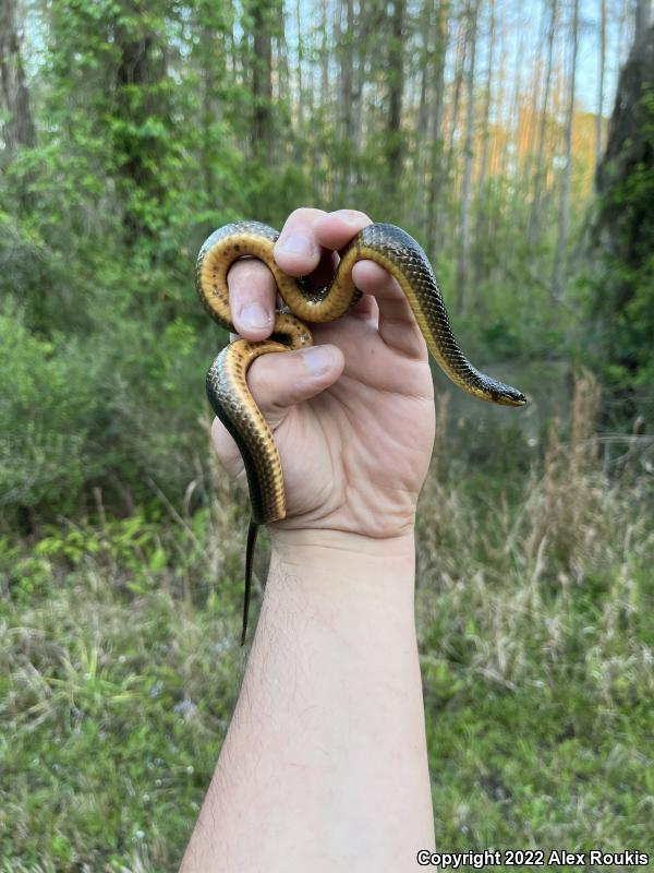 Striped Crayfish Snake (Regina alleni)