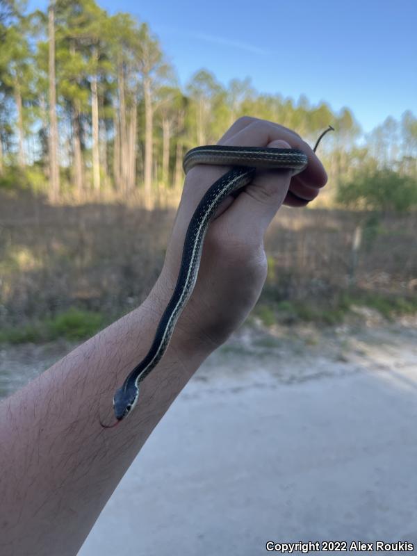 Peninsula Ribbonsnake (Thamnophis sauritus sackenii)