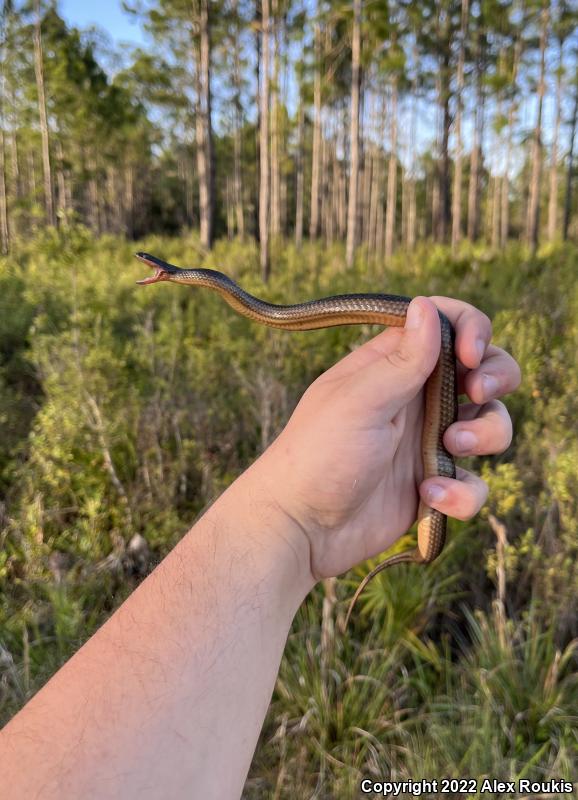 Striped Crayfish Snake (Regina alleni)