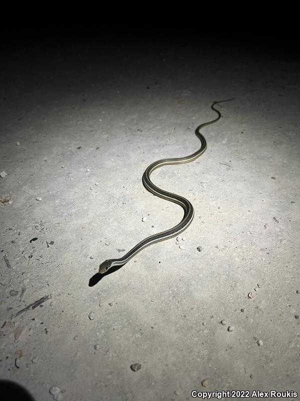 Peninsula Ribbonsnake (Thamnophis sauritus sackenii)