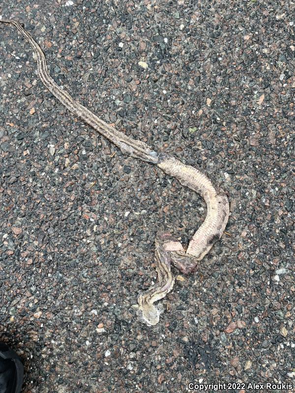 Yellow Ratsnake (Pantherophis obsoletus quadrivittatus)