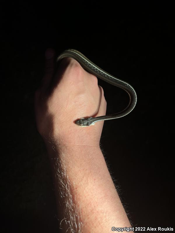 Peninsula Ribbonsnake (Thamnophis sauritus sackenii)