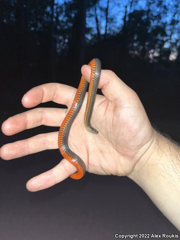 North Florida Swampsnake (Seminatrix pygaea pygaea)