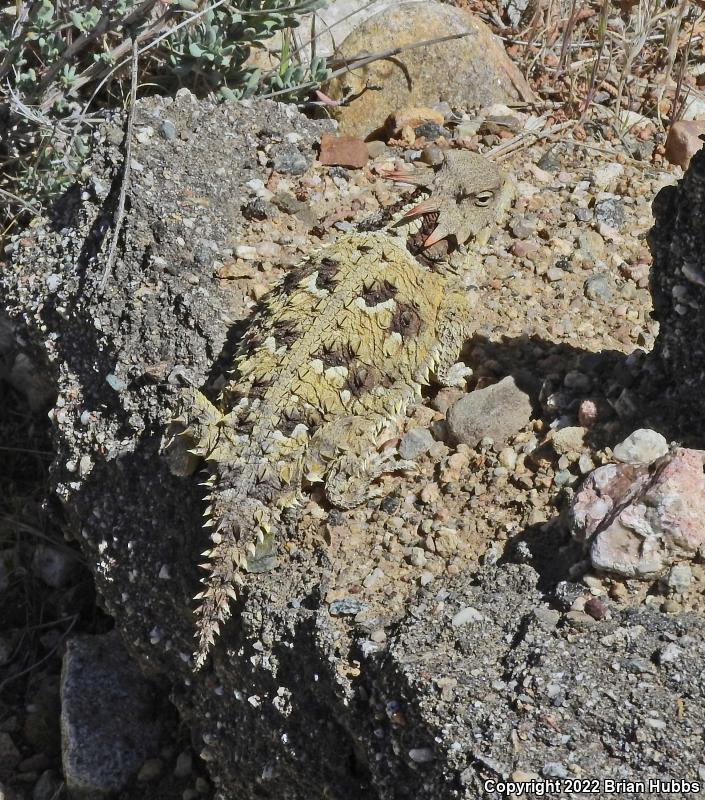 Blainville's Horned Lizard (Phrynosoma blainvillii)