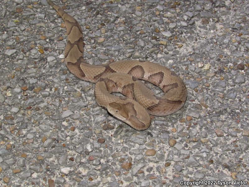 Southern Copperhead (Agkistrodon contortrix contortrix)