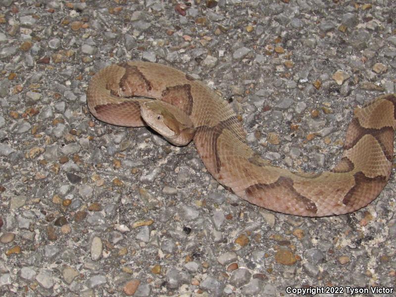 Southern Copperhead (Agkistrodon contortrix contortrix)