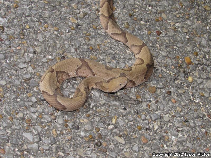 Southern Copperhead (Agkistrodon contortrix contortrix)