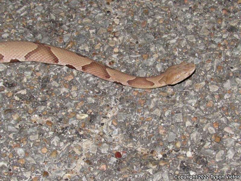 Southern Copperhead (Agkistrodon contortrix contortrix)