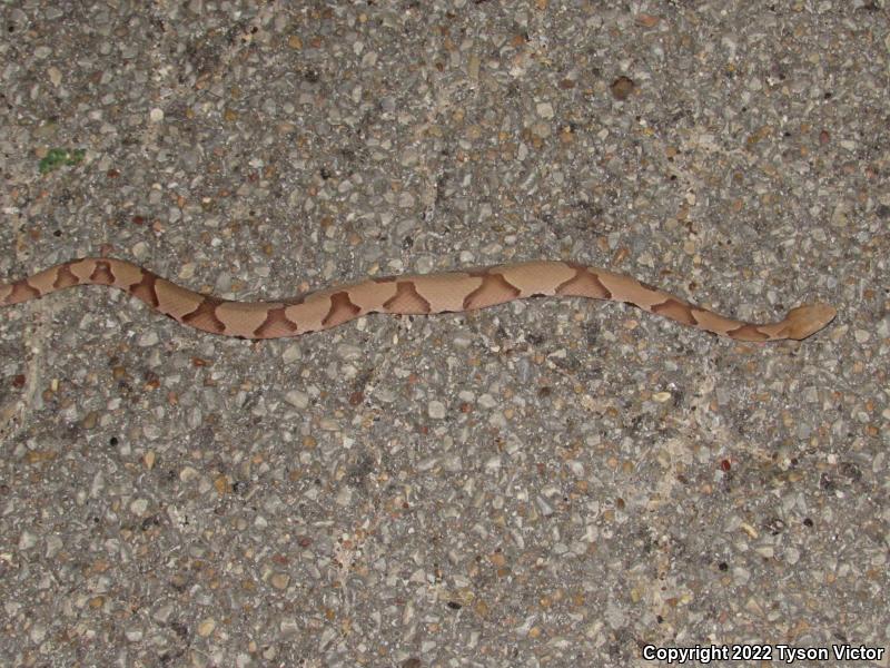 Southern Copperhead (Agkistrodon contortrix contortrix)