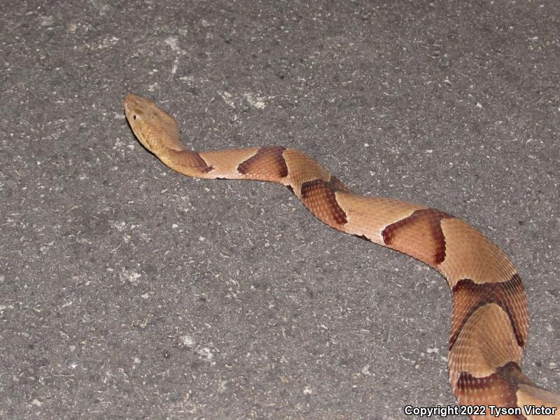 Southern Copperhead (Agkistrodon contortrix contortrix)