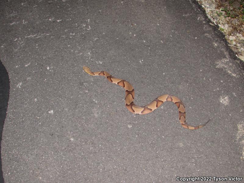 Southern Copperhead (Agkistrodon contortrix contortrix)