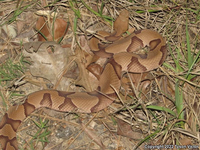 Southern Copperhead (Agkistrodon contortrix contortrix)