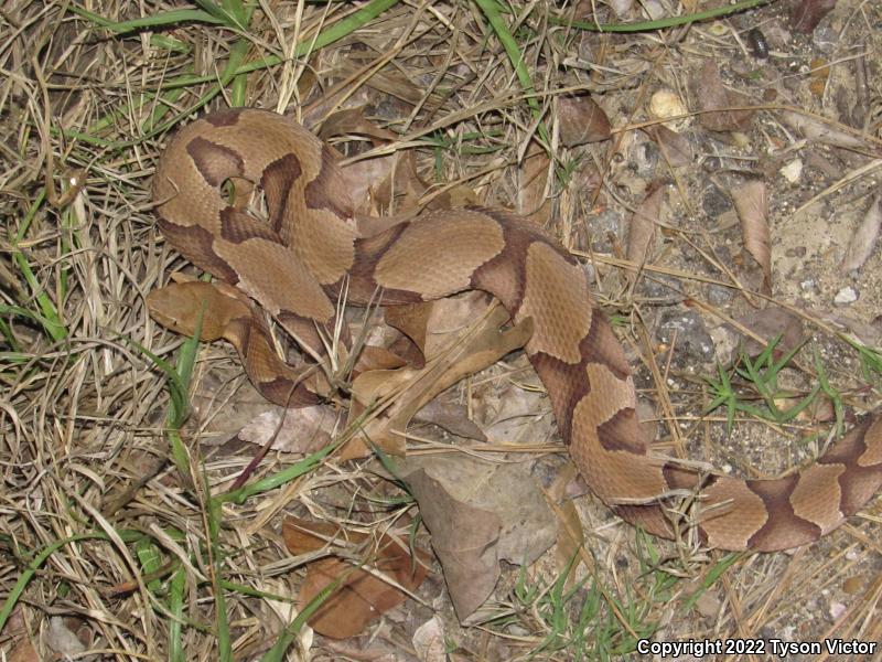 Southern Copperhead (Agkistrodon contortrix contortrix)