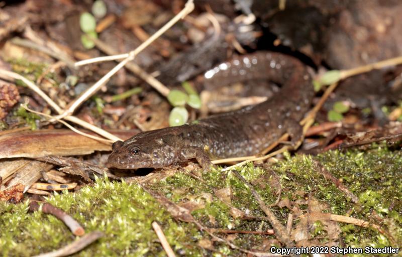 Northern Dusky Salamander (Desmognathus fuscus)