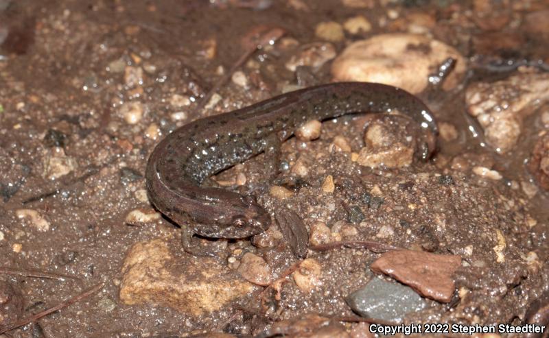 Northern Dusky Salamander (Desmognathus fuscus)