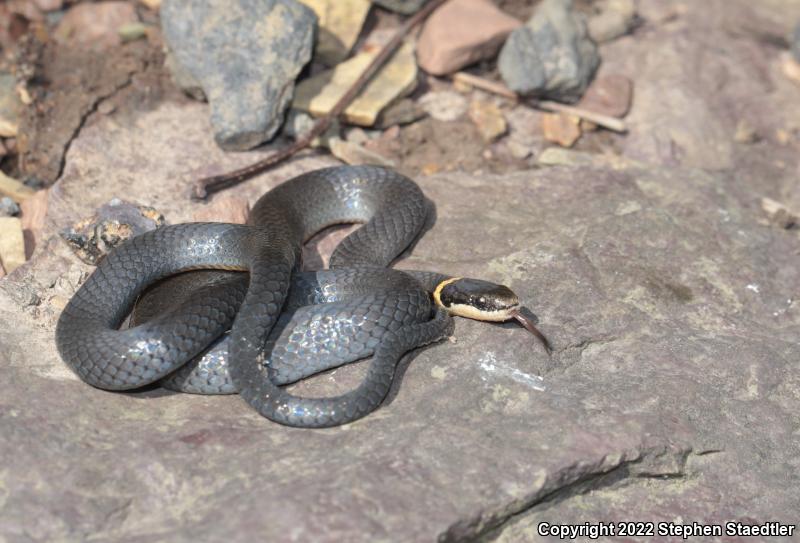 Northern Ring-necked Snake (Diadophis punctatus edwardsii)