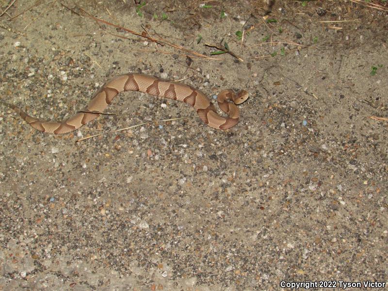 Southern Copperhead (Agkistrodon contortrix contortrix)