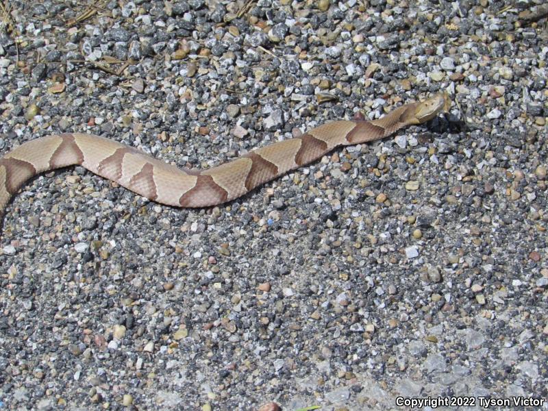 Southern Copperhead (Agkistrodon contortrix contortrix)