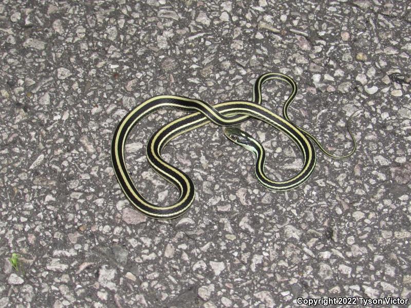 Gulf Coast Ribbonsnake (Thamnophis proximus orarius)