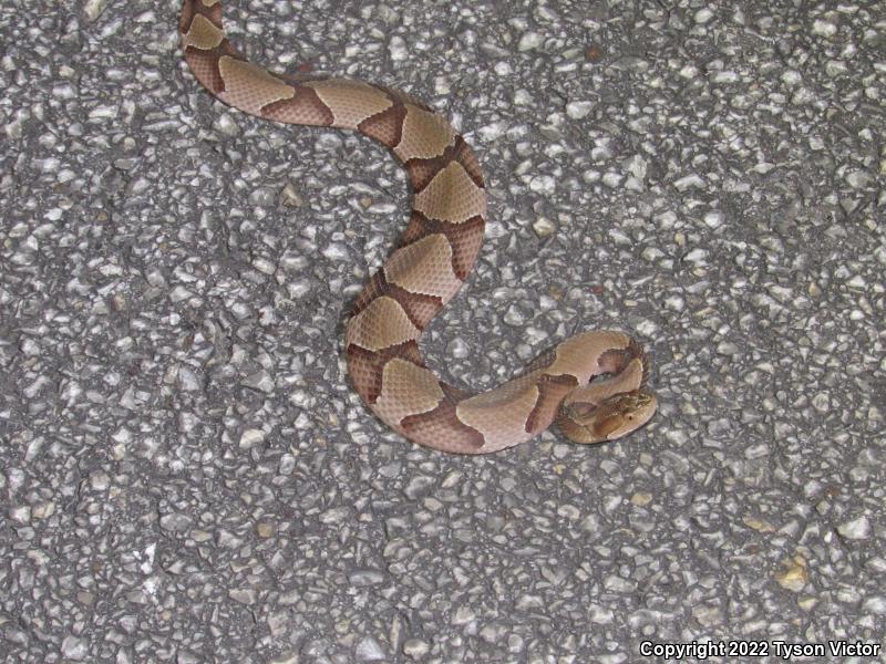 Southern Copperhead (Agkistrodon contortrix contortrix)