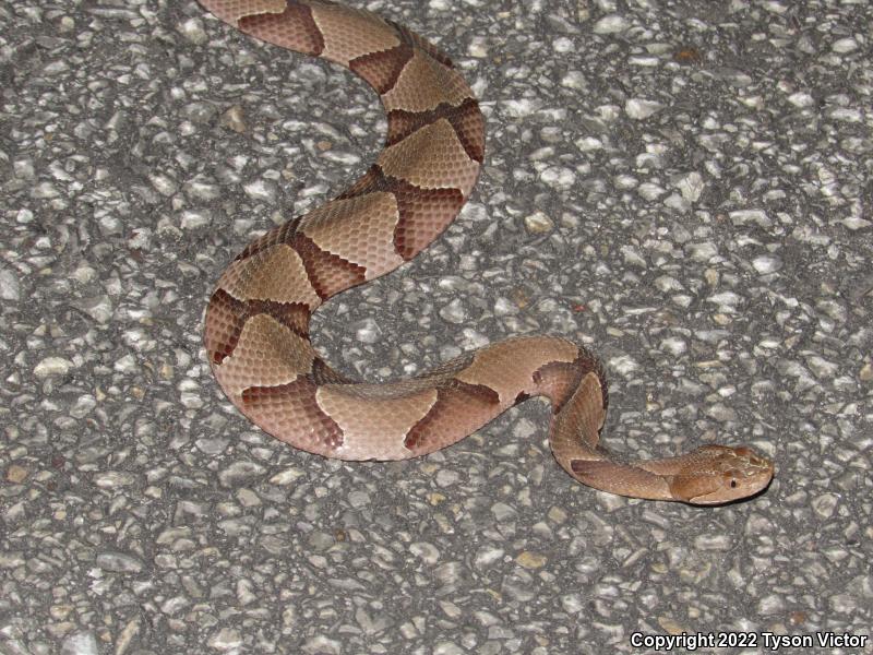 Southern Copperhead (Agkistrodon contortrix contortrix)