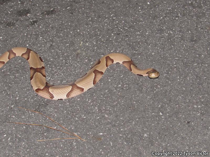 Southern Copperhead (Agkistrodon contortrix contortrix)