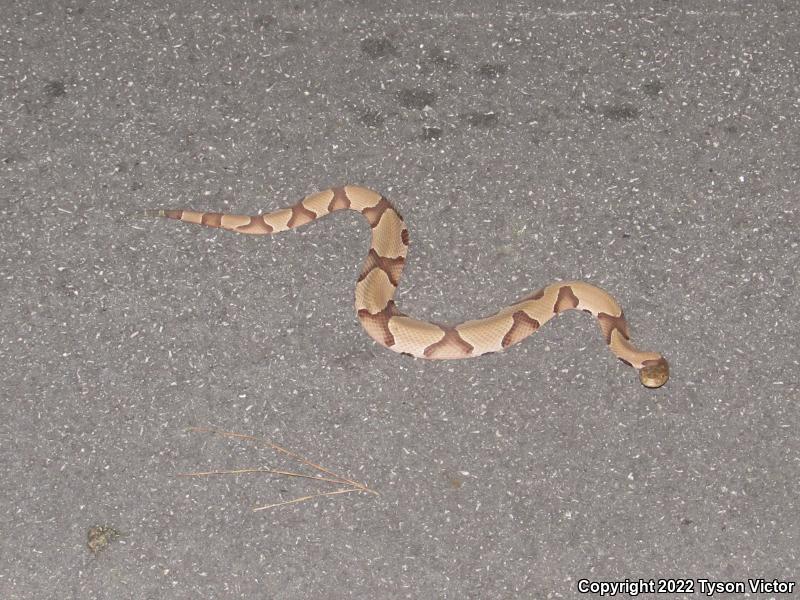 Southern Copperhead (Agkistrodon contortrix contortrix)