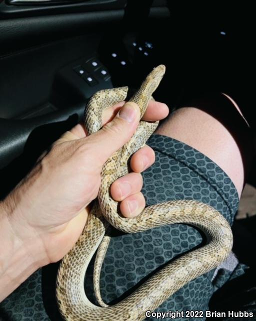 Desert Glossy Snake (Arizona elegans eburnata)